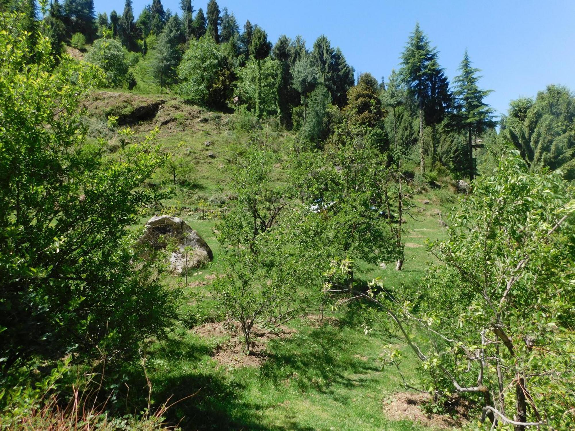 The Sigiriya Old Bed & Breakfast Manali (Himachal Pradesh)